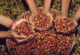 Crece 18% exportación de café en Chiapas