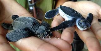 Liberan más de 3 millones de tortugas marinas en 28 años en La Gloria, Jalisco